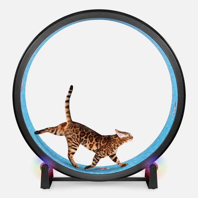 Cat Exercise Wheel-gallery-32508072394775