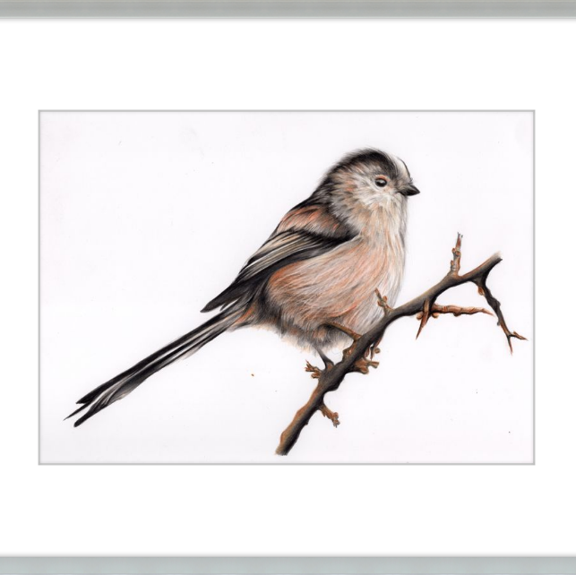 Laura the Long Tailed Tit-gallery-49475870687523
