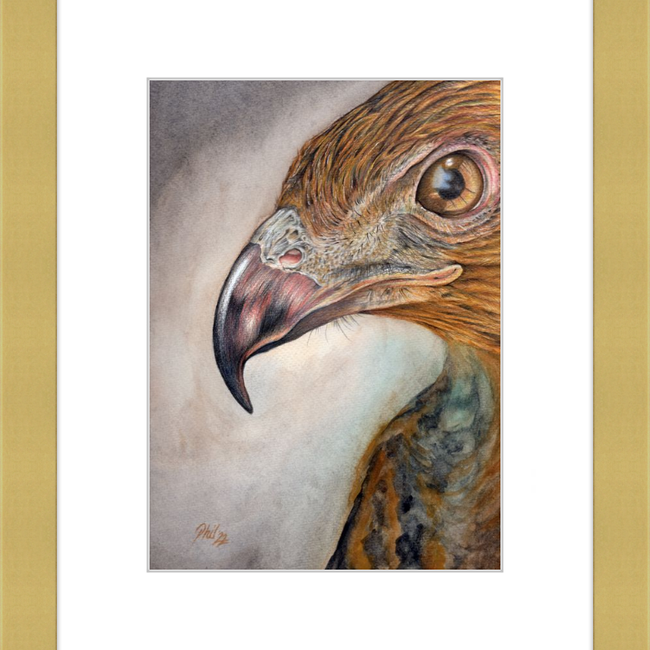 Bob the Hawk-gallery-49450454221091