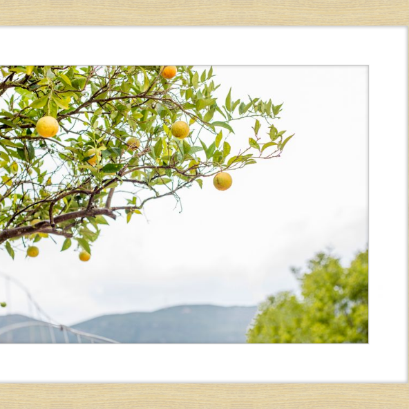 Orange Grove, Greece-gallery-48984477237539