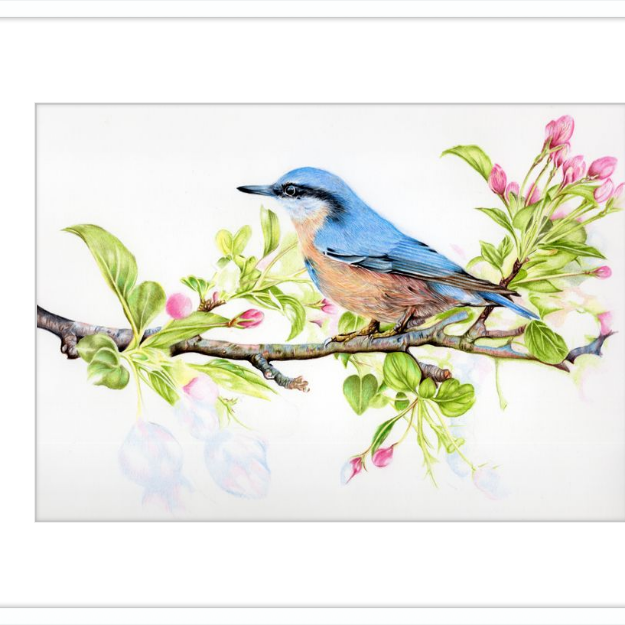 Nuthatch in Blossom-gallery-49475887563043