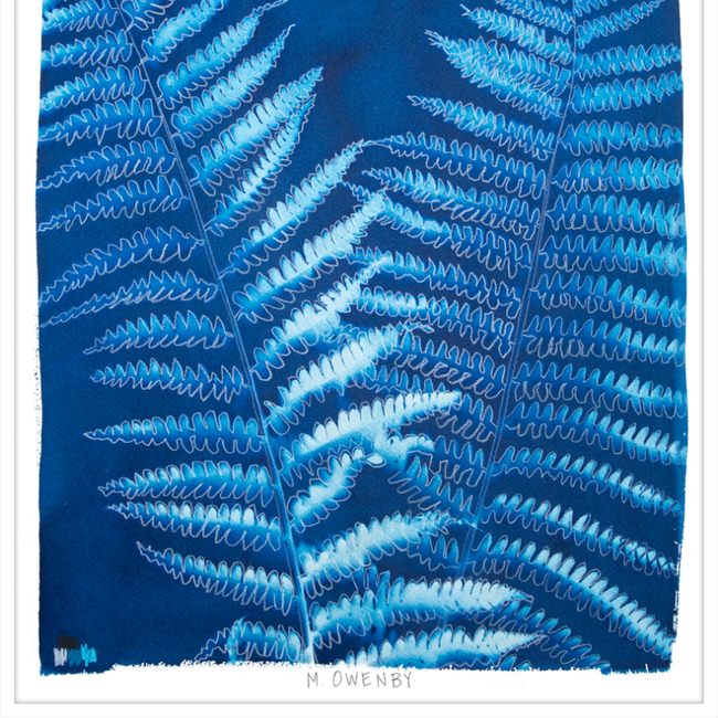 Ostrich Fern-gallery-48954367901987