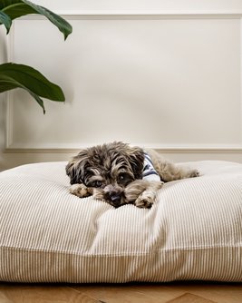 Disco Nap Ivory Corduroy Bed for Dogs