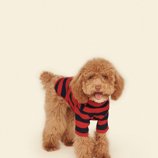 Ivy League Shirt-gallery-61904990011678