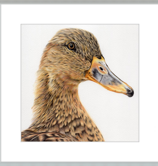 Jemima the Mallard