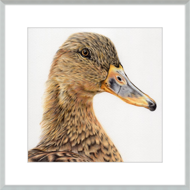 Jemima the Mallard-gallery-49450416603427