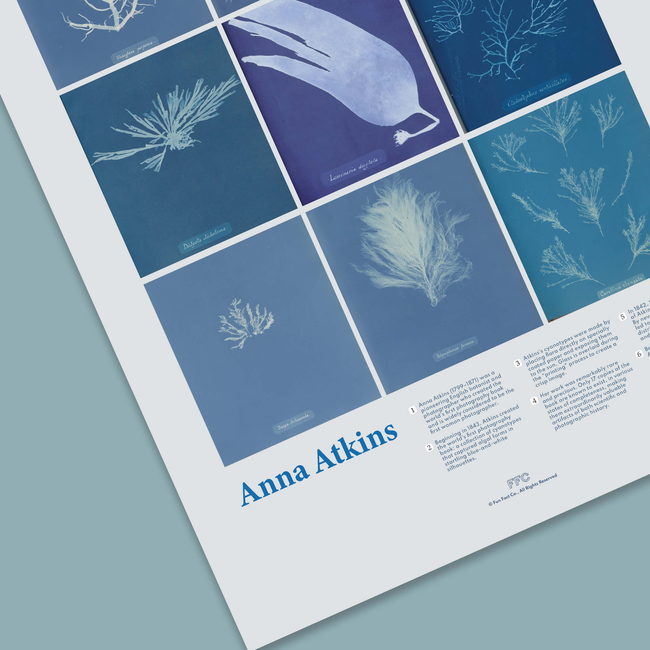 Anna Atkins Cyanotype Print-gallery-44322496348406