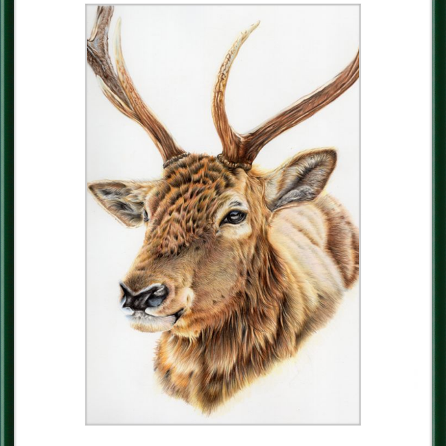John the Deer-gallery-49475791880483
