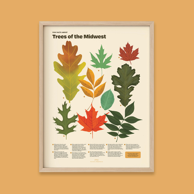 Trees of the Midwest Print-gallery-44322482946294
