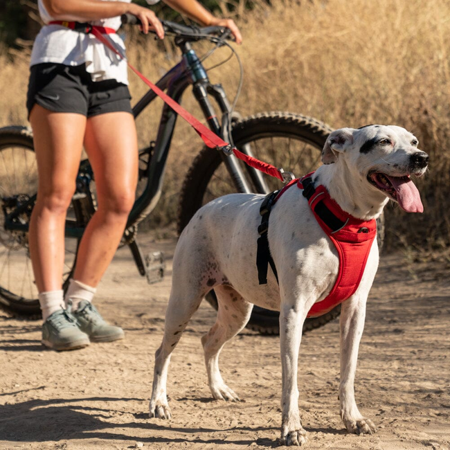 K9 Everyday™ Dog Harness Kit-gallery-31413468364939
