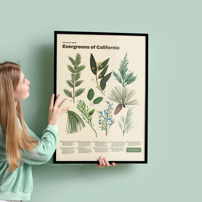Evergreens of California Print-gallery-44715984060662