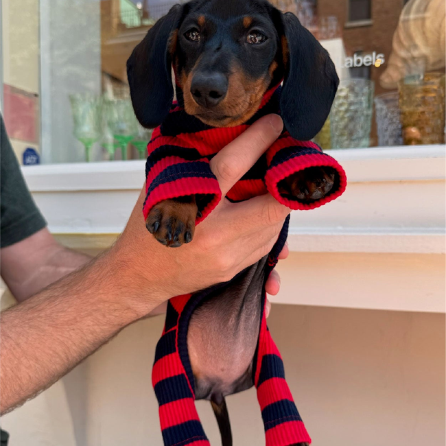 Ivy League Onesie-gallery-61703390462238