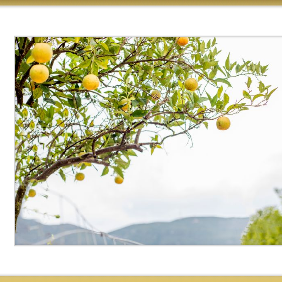 Orange Grove, Greece-gallery-48984479826211