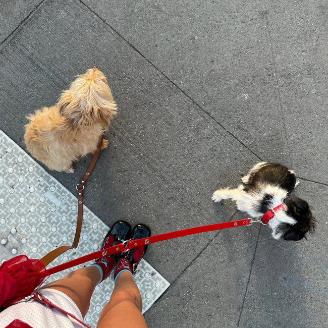 Ruby - Flower Power Leash-gallery-46378773217566