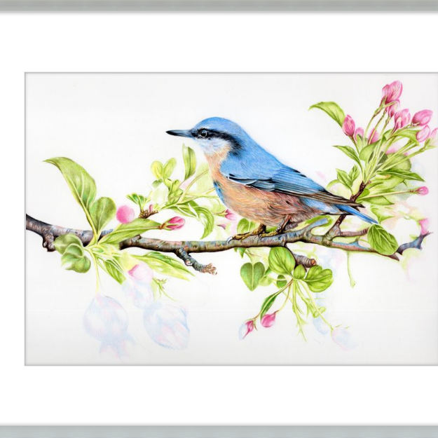Nuthatch in Blossom-gallery-49475886973219