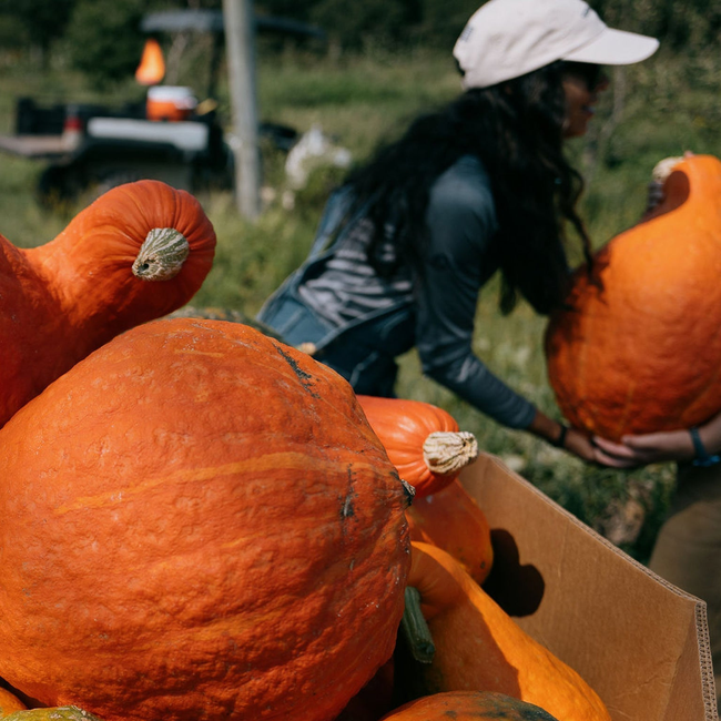 Fieldtrip Squash Amaro-gallery-37869551321251