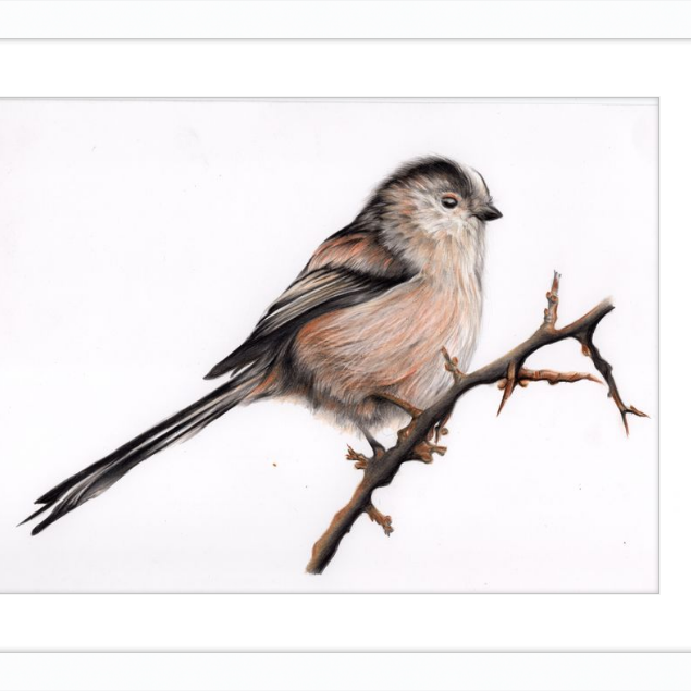 Laura the Long Tailed Tit-gallery-49475878191395