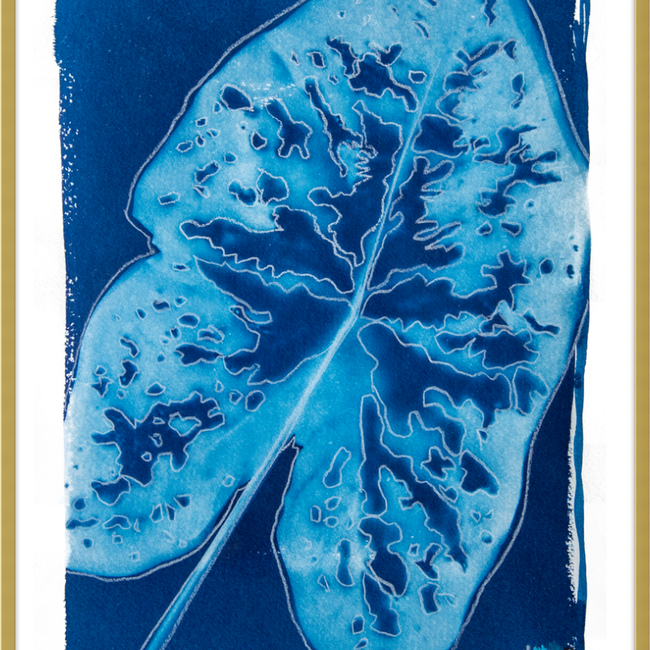 Caladium-gallery-48954313900323