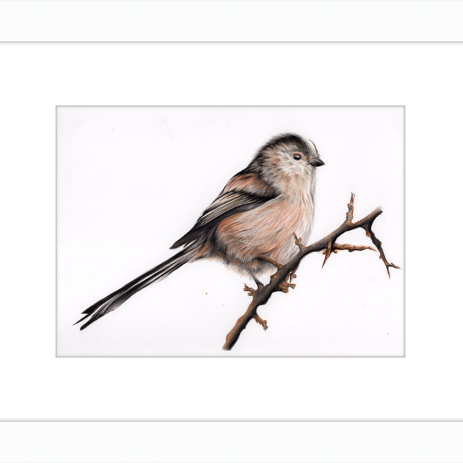 Laura the Long Tailed Tit-gallery-49475871768867