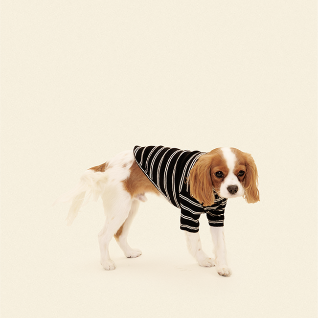 Midnight in Paris Shirt-gallery-61452587434270