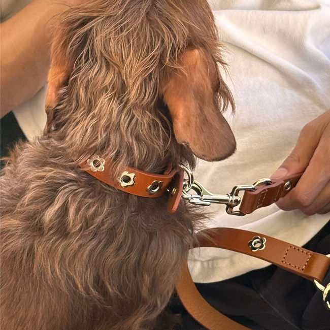 Hazel - Flower Power Collar-gallery-60275490324766