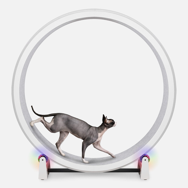 Cat Exercise Wheel-gallery-32508072001559