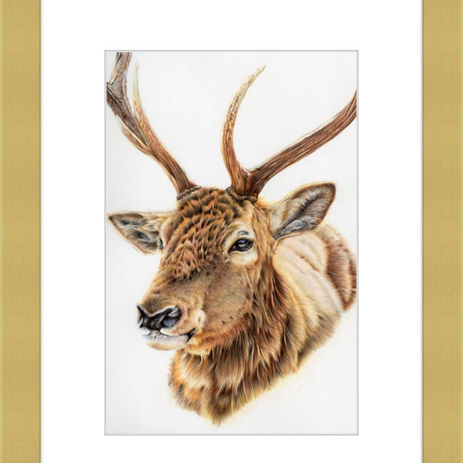 John the Deer-gallery-49475789717795