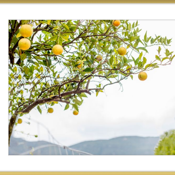 Orange Grove, Greece-gallery-48984481300771