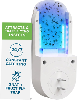 BugMD No Buzz Zone Fruit Fly Traps