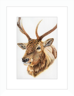 John the Deer