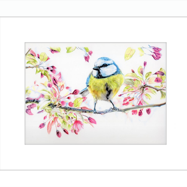 Blue Tit in Blossom-gallery-49475801284899
