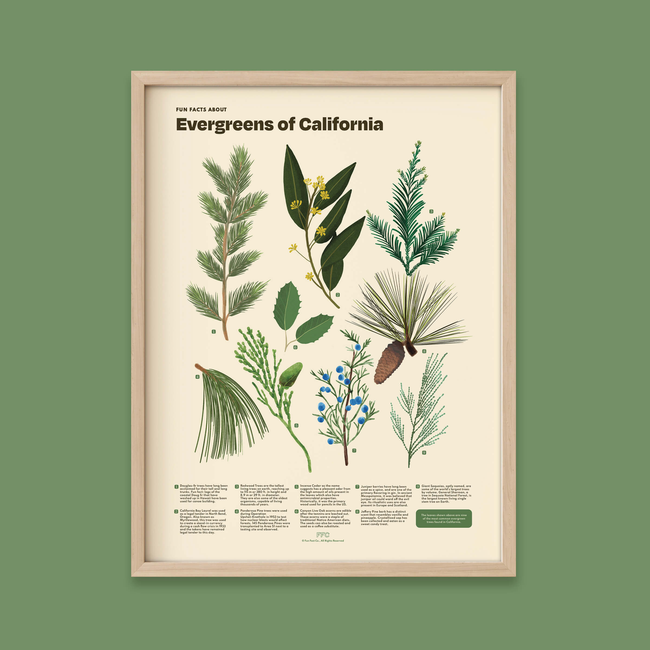 Evergreens of California Print-gallery-44714770989302