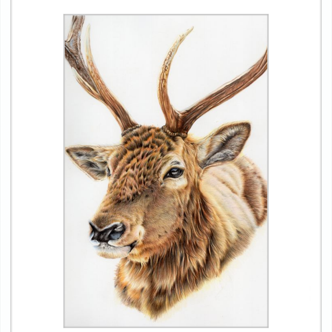 John the Deer-gallery-49475783917859