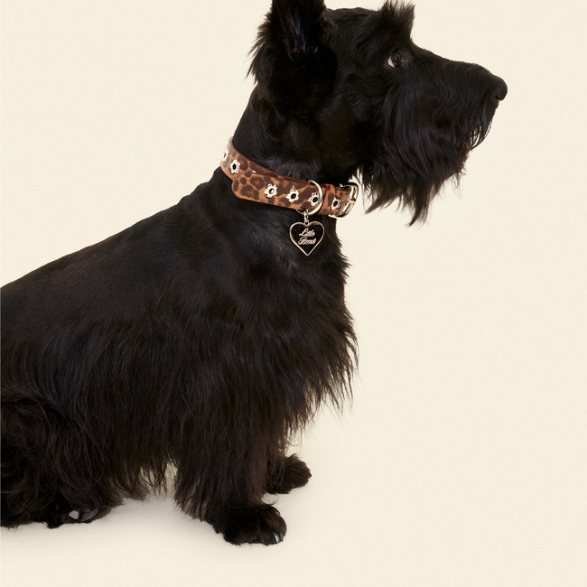 Cougar - Flower Power Collar-gallery-61396583481630