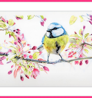 Blue Tit in Blossom