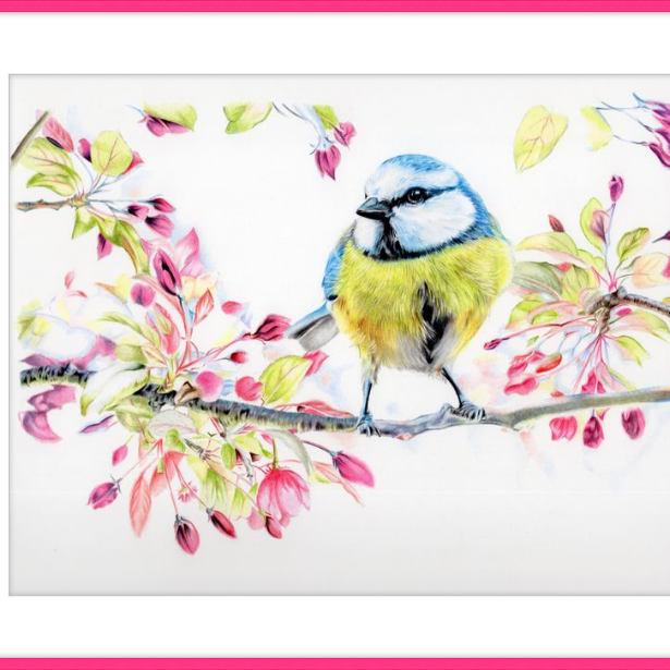 Blue Tit in Blossom-gallery-49475797352739