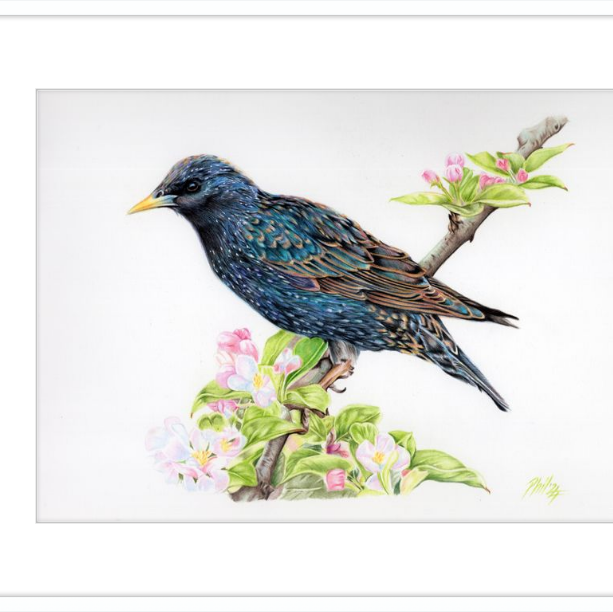 Starling in Blossom-gallery-49475910697251
