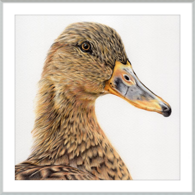 Jemima the Mallard-gallery-49450419126563