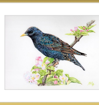 Starling in Blossom