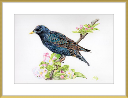 Starling in Blossom