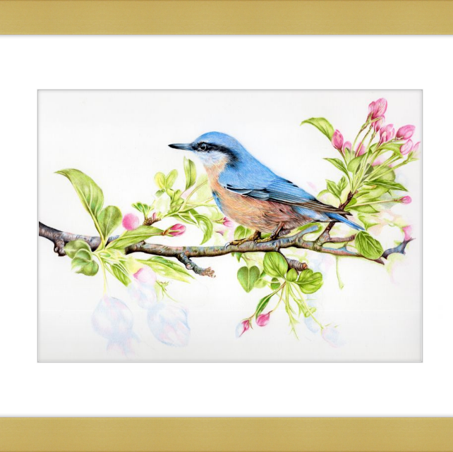 Nuthatch in Blossom-gallery-49475888742691