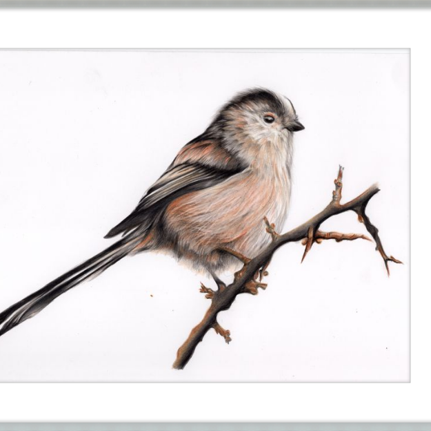 Laura the Long Tailed Tit-gallery-49475873571107