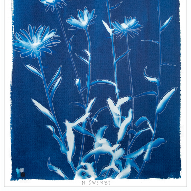 Shasta Daisies-gallery-48954593968419