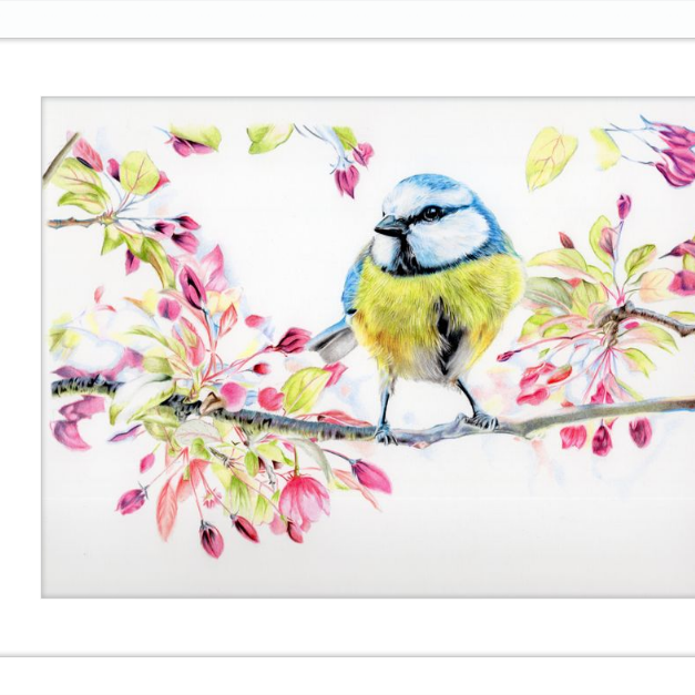 Blue Tit in Blossom-gallery-49475800006947