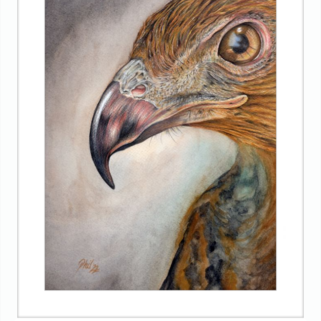 Bob the Hawk-gallery-49450468933923