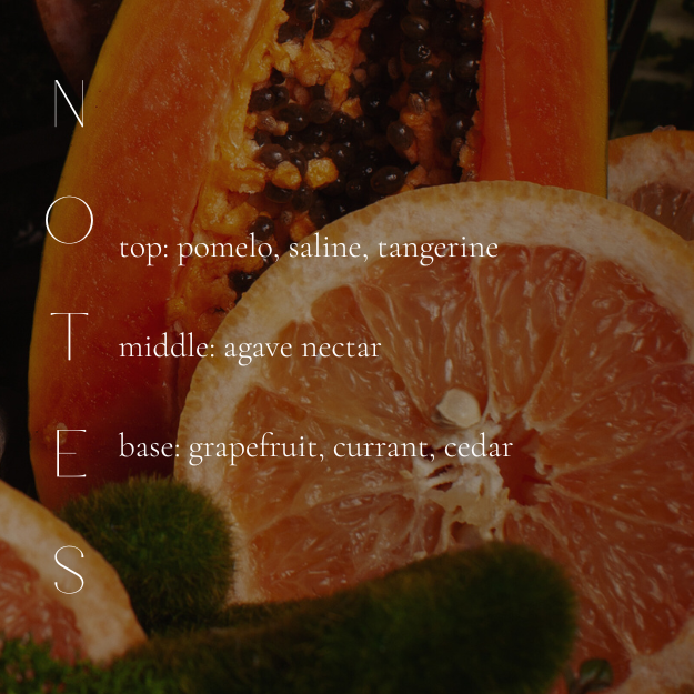 SALTED GRAPEFRUIT CANDLE-gallery-40819698335906