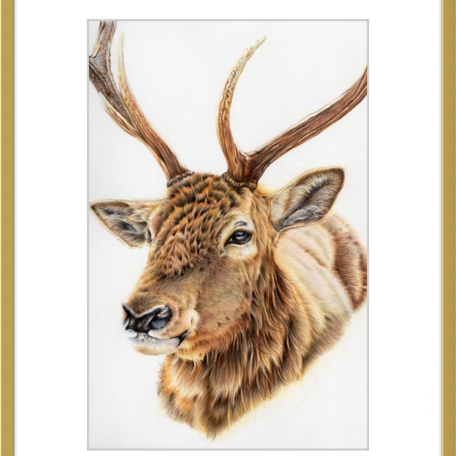 John the Deer-gallery-49475790504227