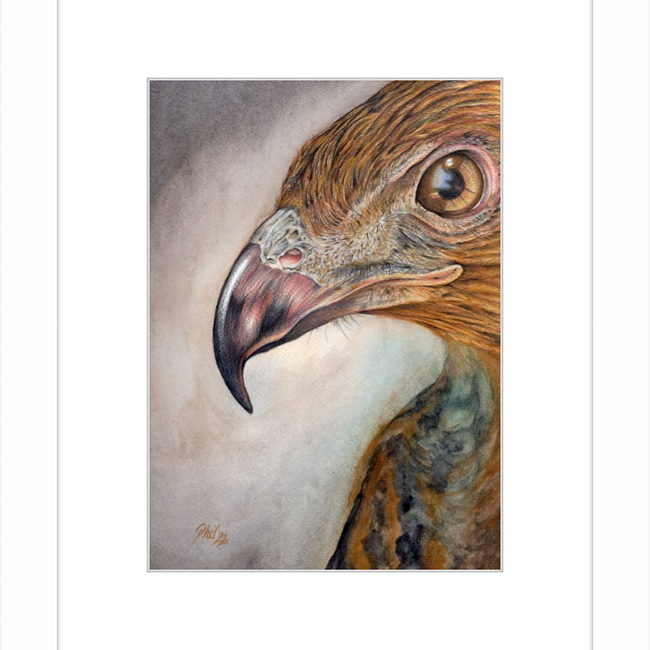Bob the Hawk-gallery-49450460479779