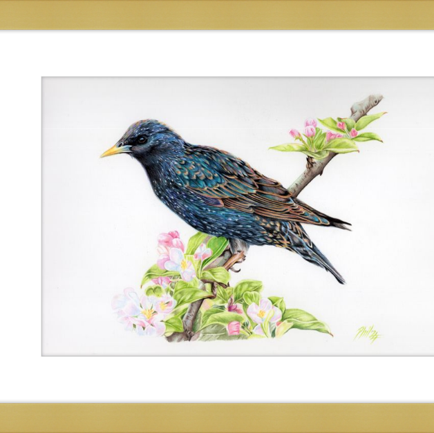 Starling in Blossom-gallery-49475911319843