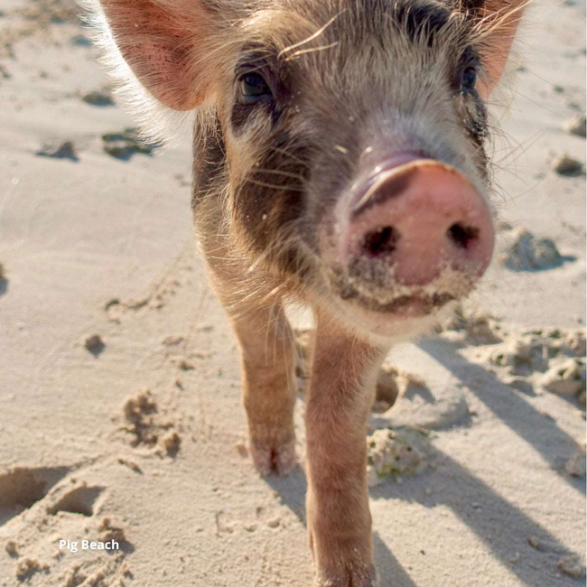 Nassau Bahamas Travel Planner: Pink Sands, Pigs & Paradise-gallery-31745984790585